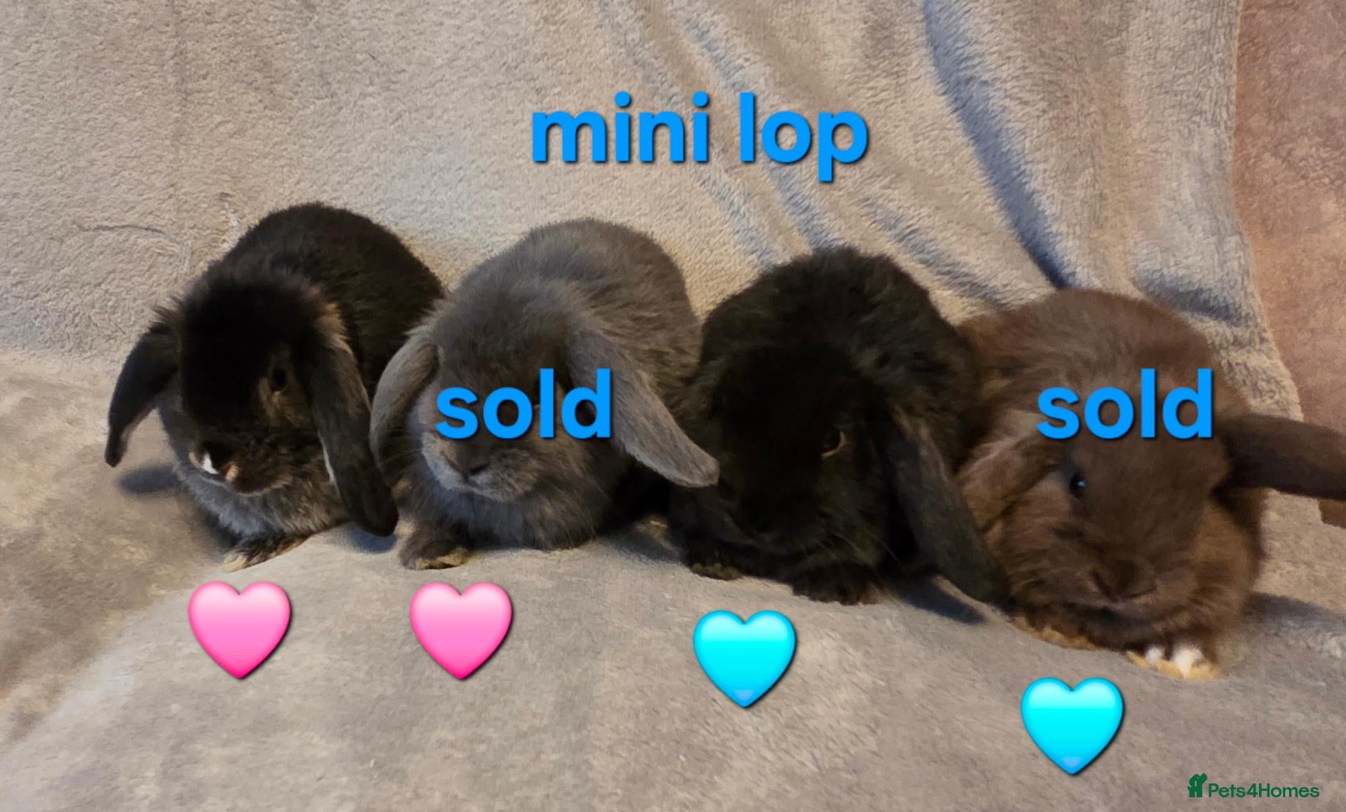 Mini Lop rabbits 8 week old very tame mini lop boys - Advert 1