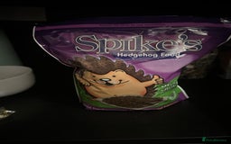 Pygmy Hedgehog rodents for sale: African Pygmy hedgehog  - Image 23