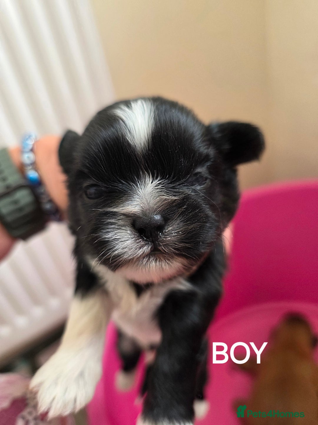 Shih Tzu dogs for sale: Stunning full pedigree miniature shih tzu puppies  - Image 7