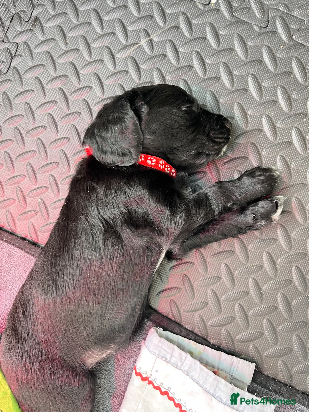 Mixed Breed dogs for sale: Mixed breed cocka pups - Advert 5