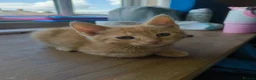 Mixed Breed cats for sale: 4 Well Trained & Healthy Kittens For New Home - Advert 6