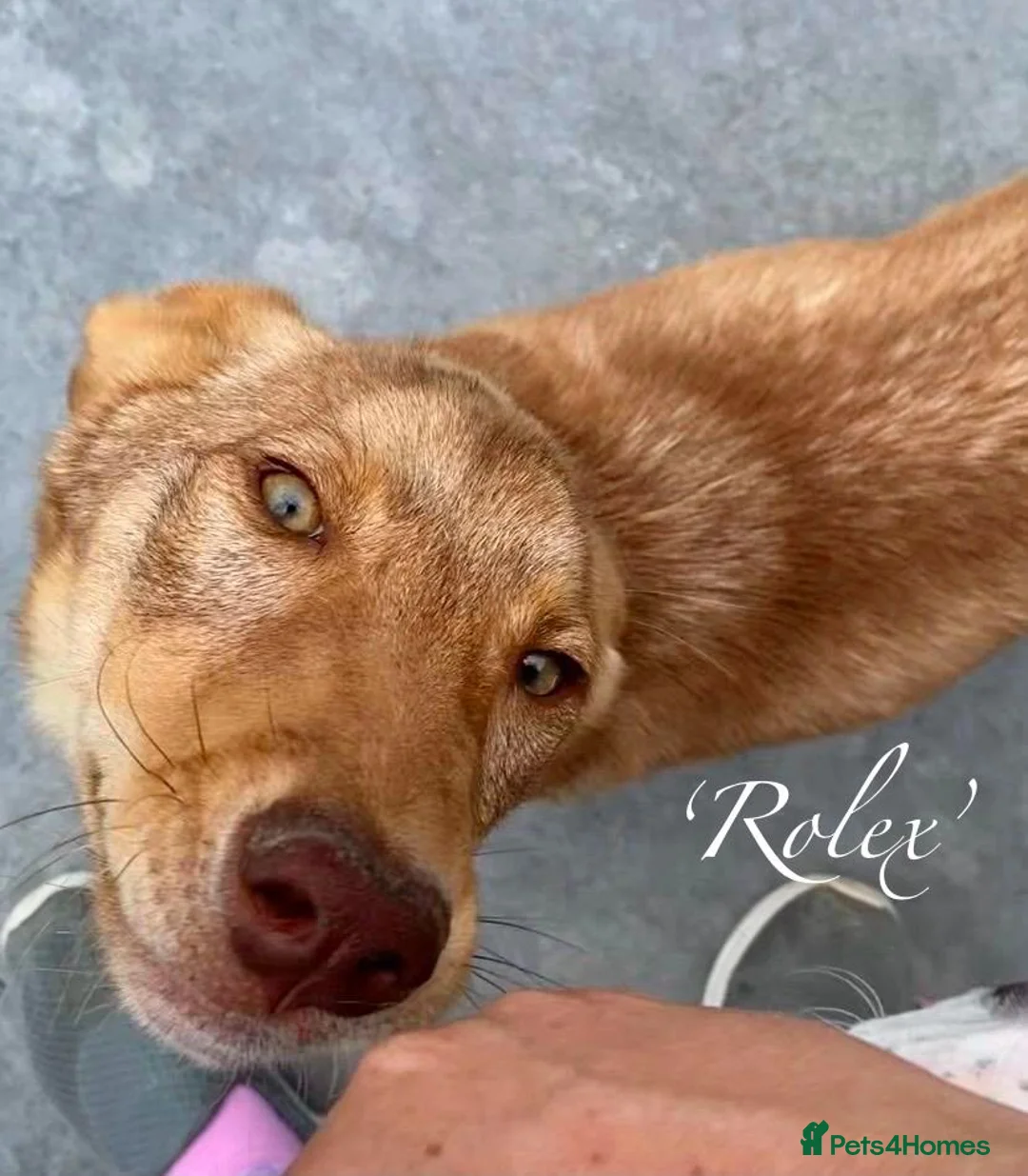 Mixed Breed dogs for adoption: Rolex. 7 months approx. Available for adoption. in Brixham - Advert 2