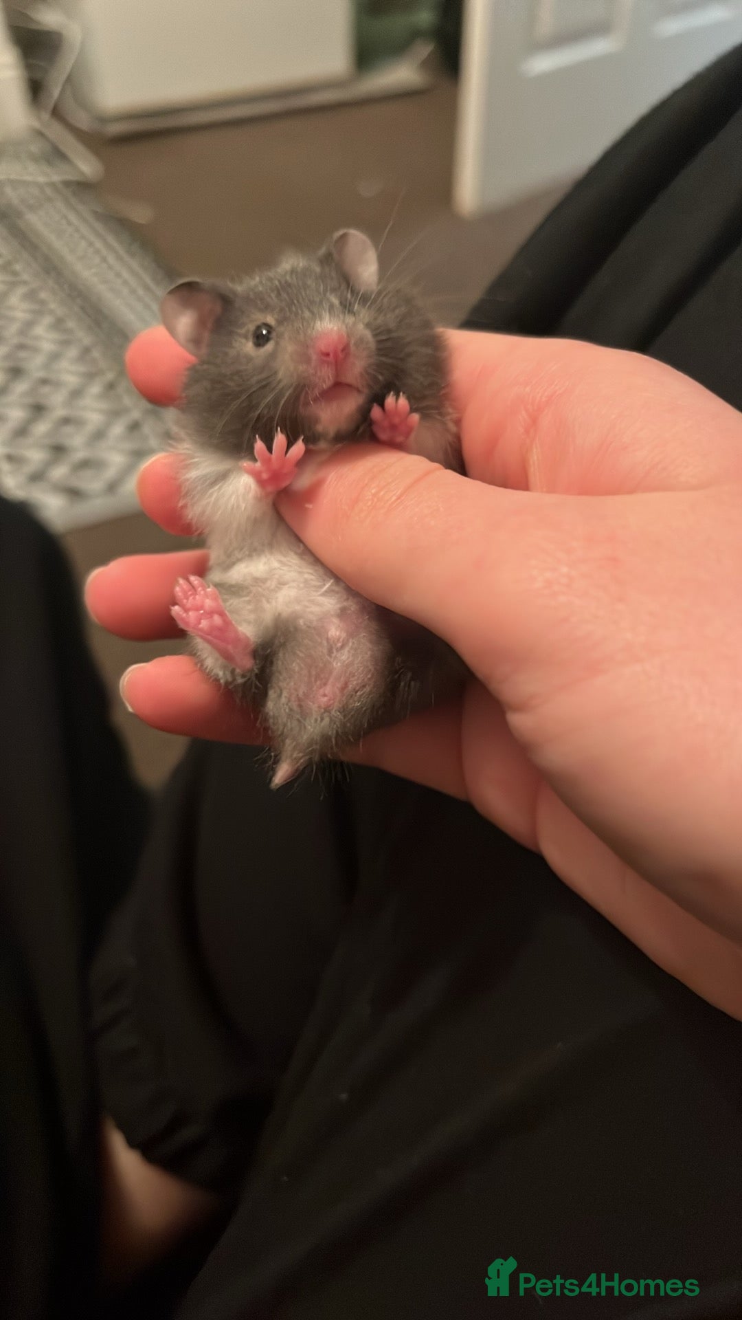 Mouse rodents 7x baby Syrian hamsters and 4x baby fancy mice - Advert 10