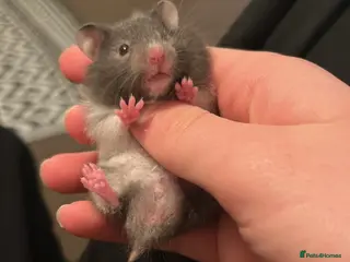 Mouse rodents 7x baby Syrian hamsters and 4x baby fancy mice - Advert 10