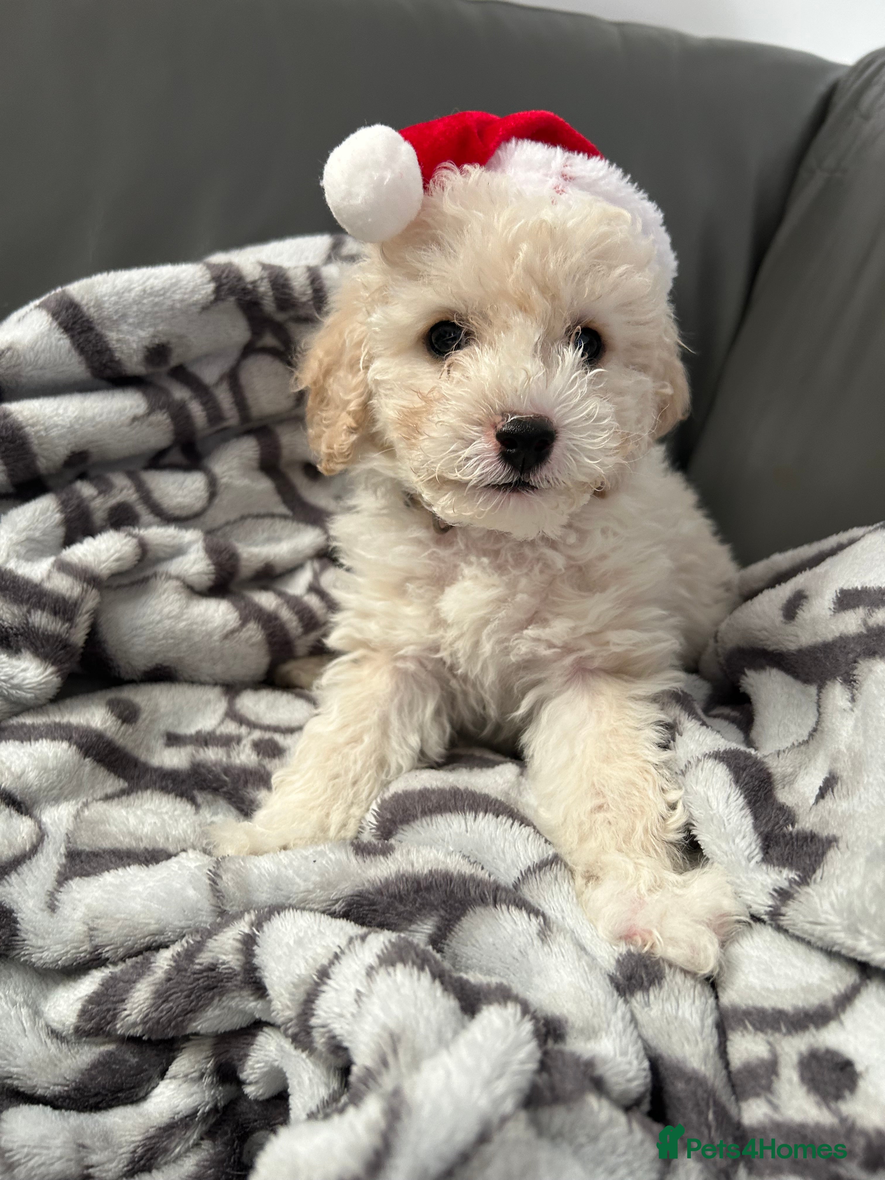 Cavapoochon dogs  Cavapoochon male puppy left ready to go now  - Advert 1