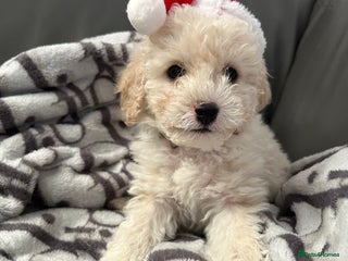 Cavapoochon dogs Cavapoochon male puppy left ready to go now - Advert 4