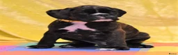 Boxer dogs for stud: KC Registered boxer for stud - Advert 30