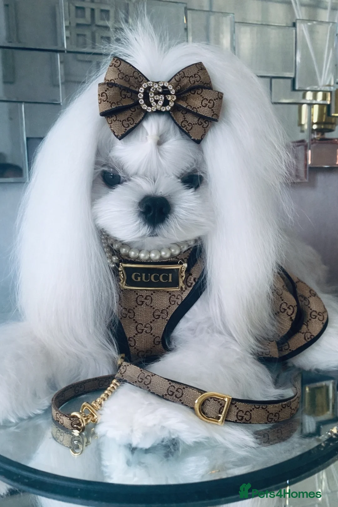 Maltese dogs for stud: 🖤KC DNA health tested Tiny Korean Maltese boy🖤  - Advert 1