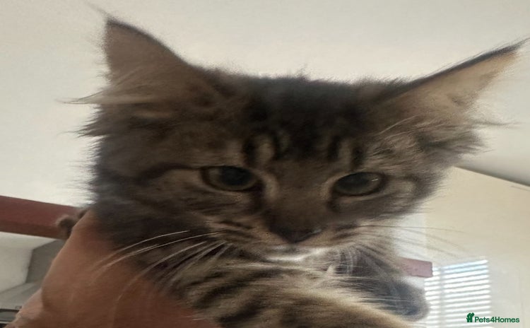 Siberian cats - Advert 1