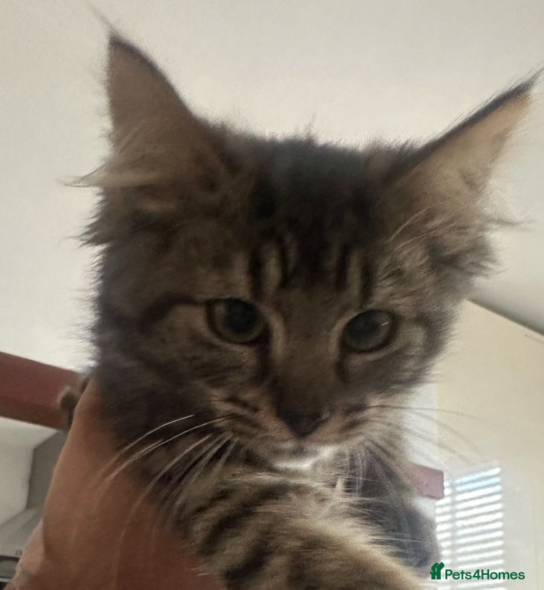 Siberian cats for sale: Fluffy little heart-stealer - Image 1