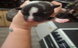 Staffordshire Bull Terrier dogs for sale: Staffordshire bull terrier puppies  - Image 8