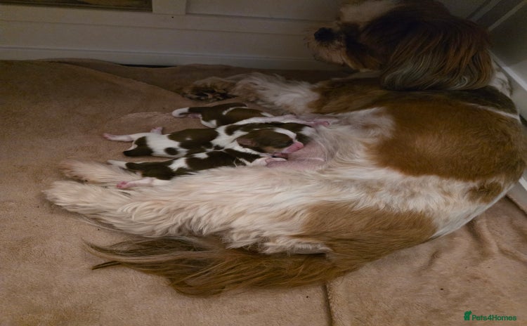 Shih Tzu dogs - Advert 1