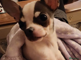 Chihuahua dogs - Advert 1