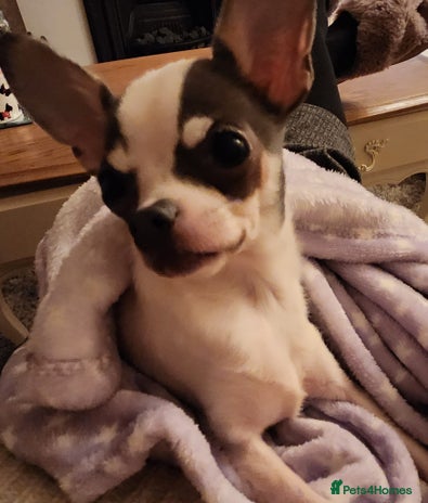 Chihuahua dogs - Advert 1