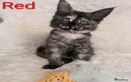 Maine Coon cats for sale: ✨ Stunning Maine Coon Kittens Ready Now ✨ - Image 3