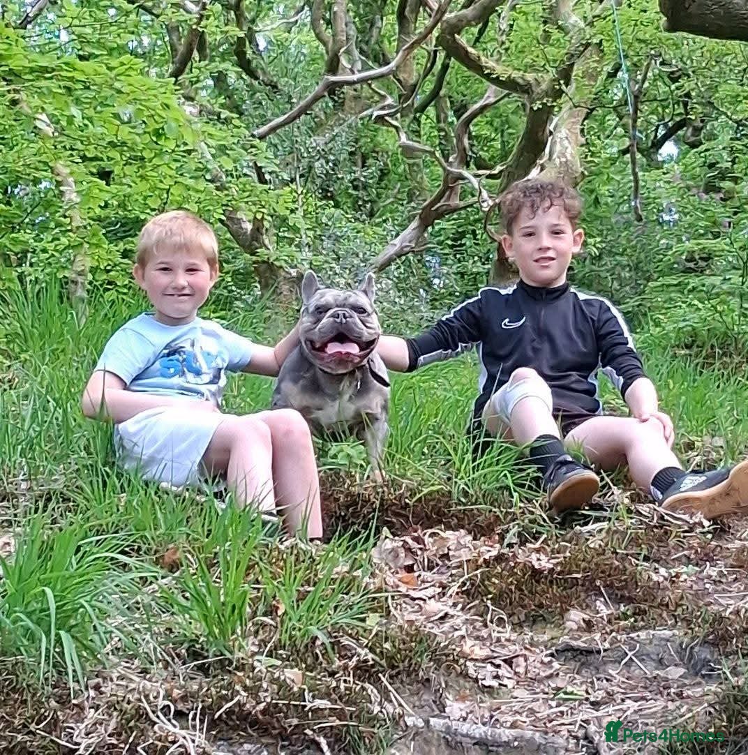 French Bulldog dogs FRENCHBULLDOG BLUE TAN MERLE STUD - Advert 1