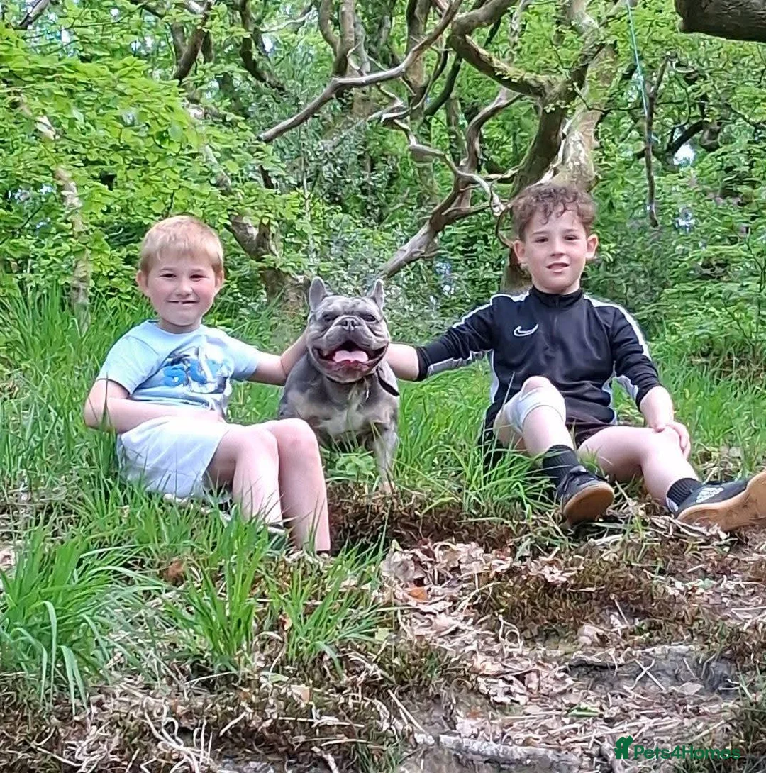 French Bulldog dogs for stud: FRENCHBULLDOG BLUE TAN MERLE STUD in Neath - Advert 1