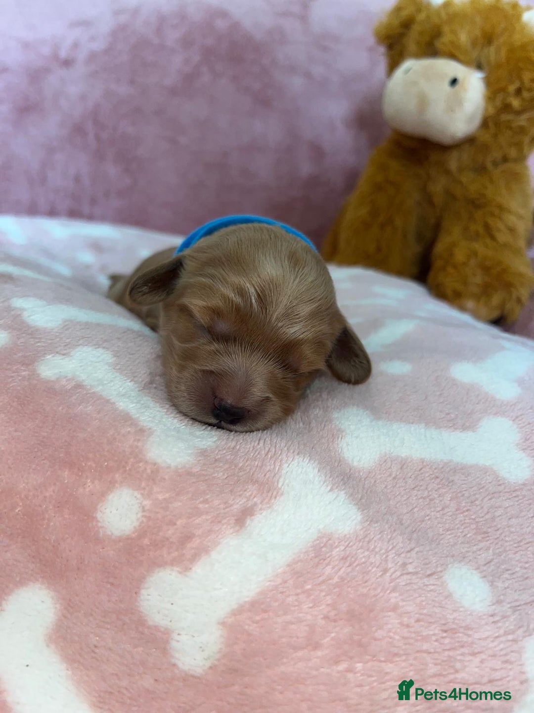 Cockapoo dogs for sale: 🌸3 gorgeous Chunky Cockapoos 🌸 - Image 16