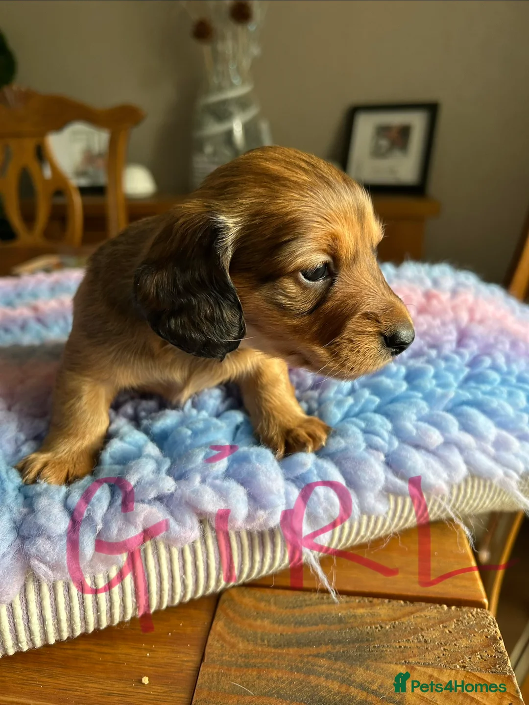 Miniature Dachshund dogs for sale: Miniature long haired dachshund  - Advert 9