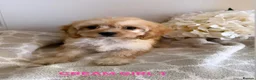 Cavapoo dogs for sale: 6 CAVAPOO PUPPYS / HEALTH TESTED ✔️  - Advert 1