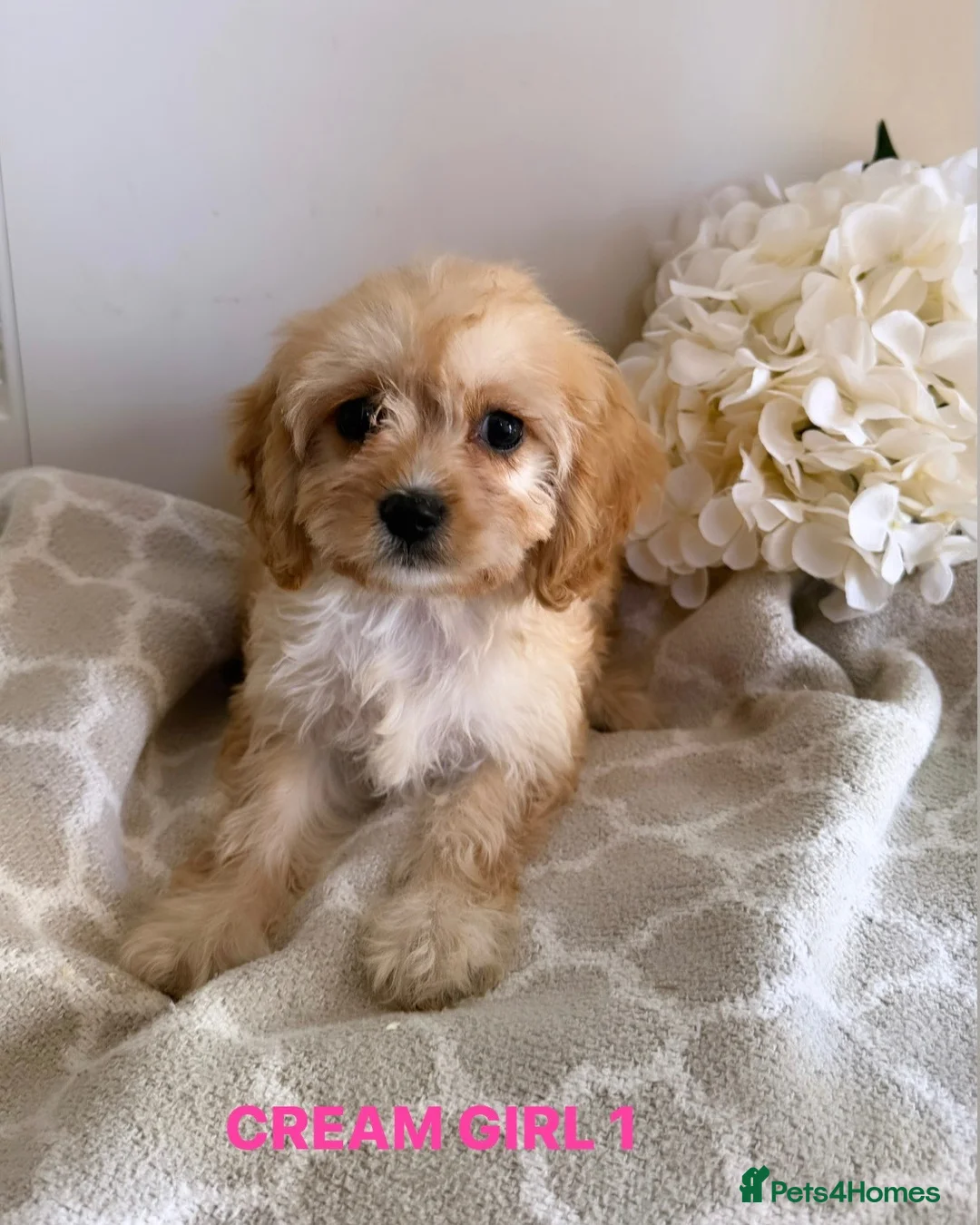 Cavapoo dogs for sale: 6 CAVAPOO PUPPYS / HEALTH TESTED ✔️  - Advert 1