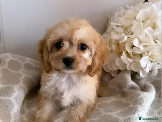 Cavapoo dogs 6 CAVAPOO PUPPYS / HEALTH TESTED ✔️ - Advert 2