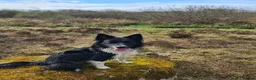 Border Collie dogs for sale: 18 month old Border Collie bitch in Lochgilphead - Advert 1