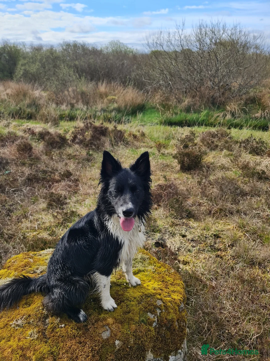 Border Collie dogs for sale: 18 month old Border Collie bitch in Lochgilphead - Advert 1