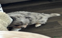 Mixed Breed dogs for sale: Pomeranian x - Image 4