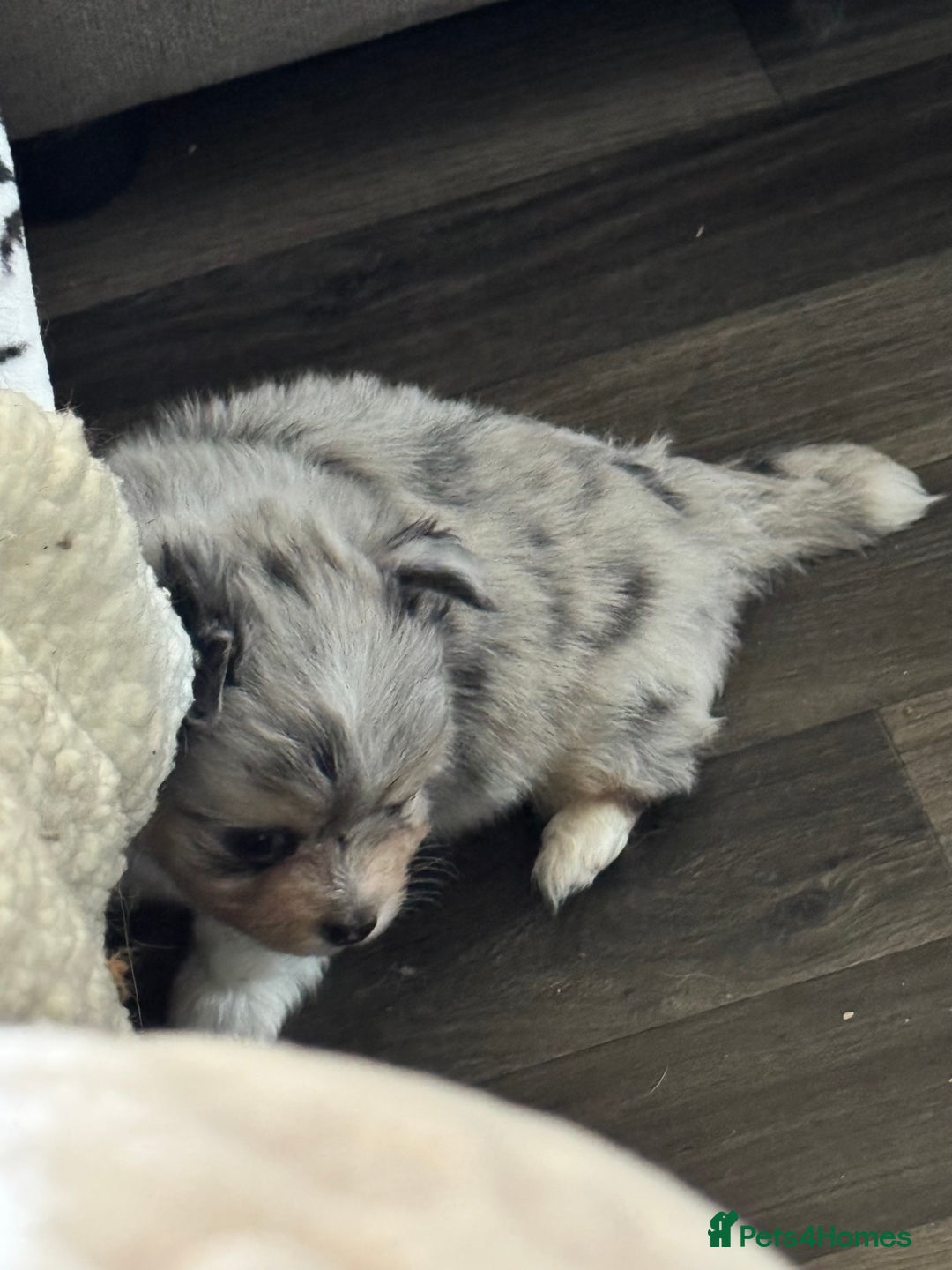 Mixed Breed dogs for sale: Pomeranian x - Image 4