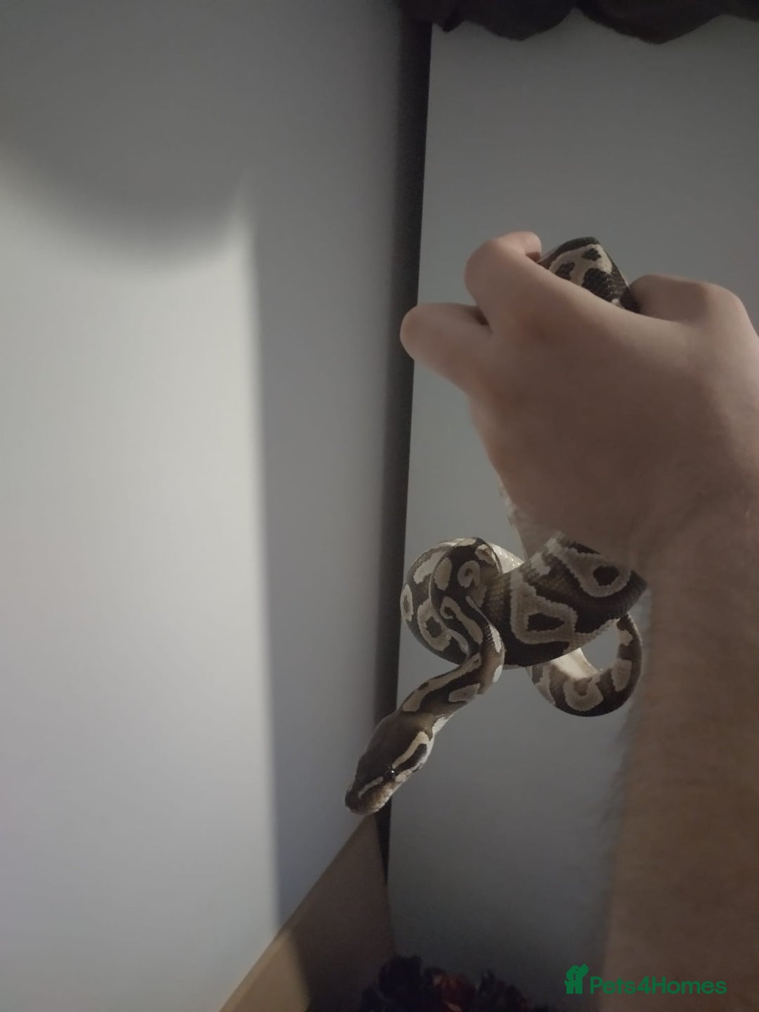 Python Snake reptiles for sale: Royal python  - Image 2