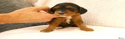 Cockapoo dogs for sale: Stunning Cockapoo puppies for sale in Bolton - Advert 7