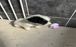 Jackapoo dogs for sale: 5 jackapoo puppies  - Image 8