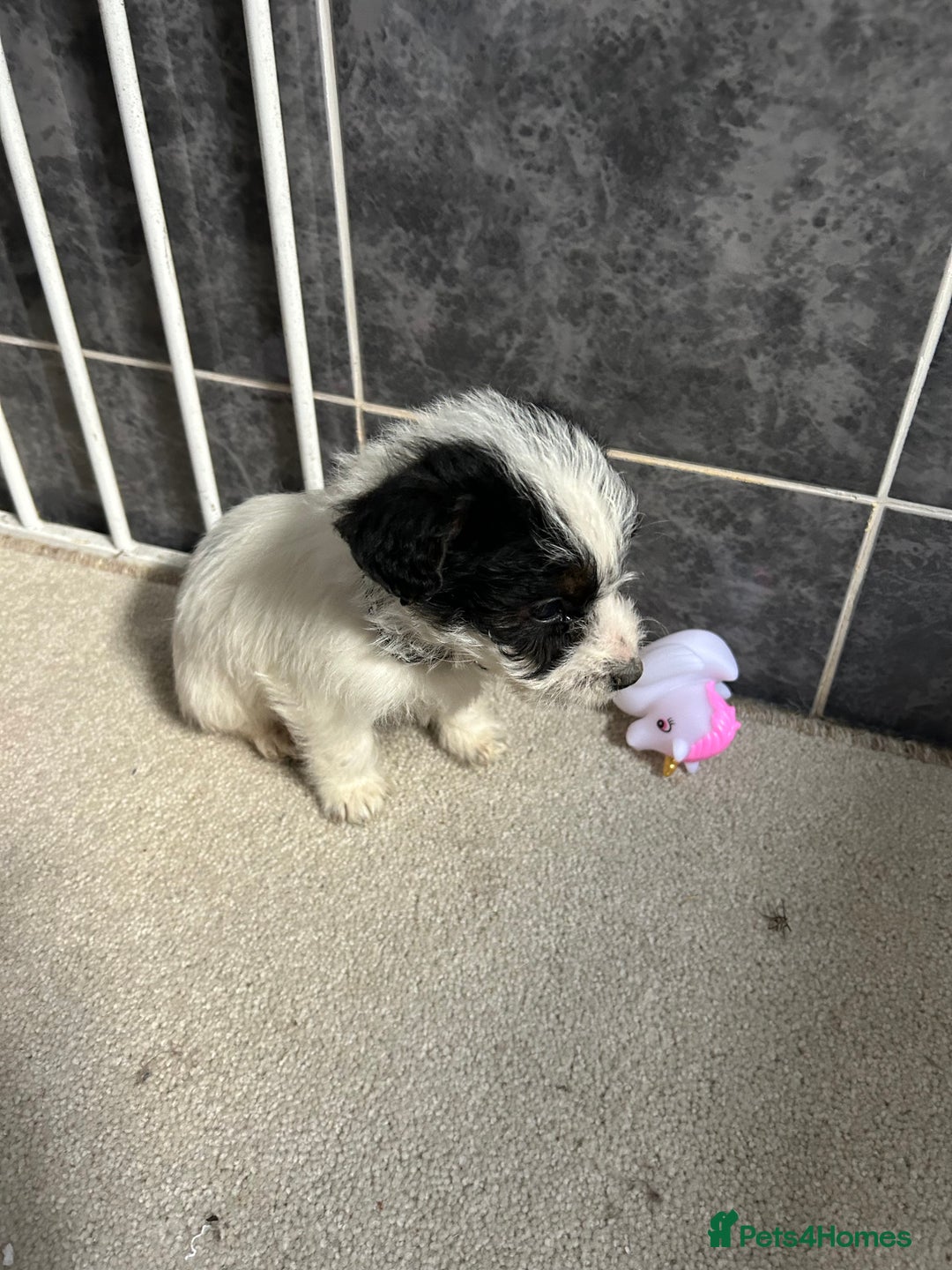 Jackapoo dogs for sale: 5 jackapoo puppies  - Image 8