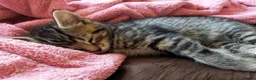 Bengal cats for sale: Beautiful kitten ready for new home 🐾🐈 - Advert 6