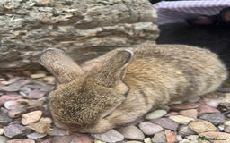 Mini Lop rabbits for sale: 5 beautiful mini lop x netherland dwarf babies - Image 11