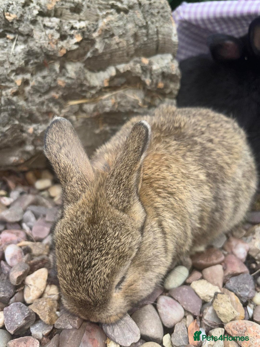 Mini Lop rabbits for sale: 5 beautiful mini lop x netherland dwarf babies - Image 11