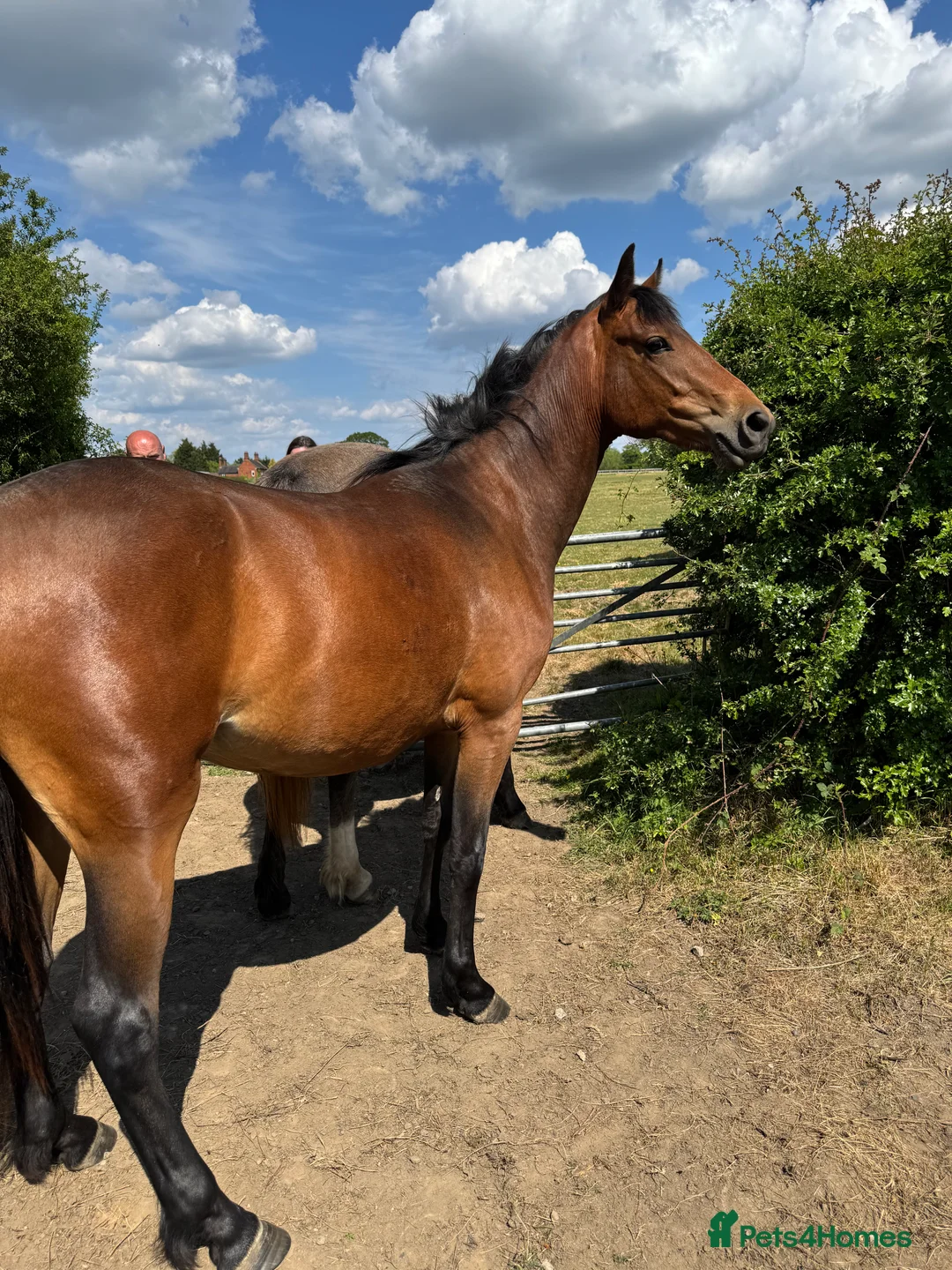 Connemara horses for sale: Gorgeous filly  - Advert 2