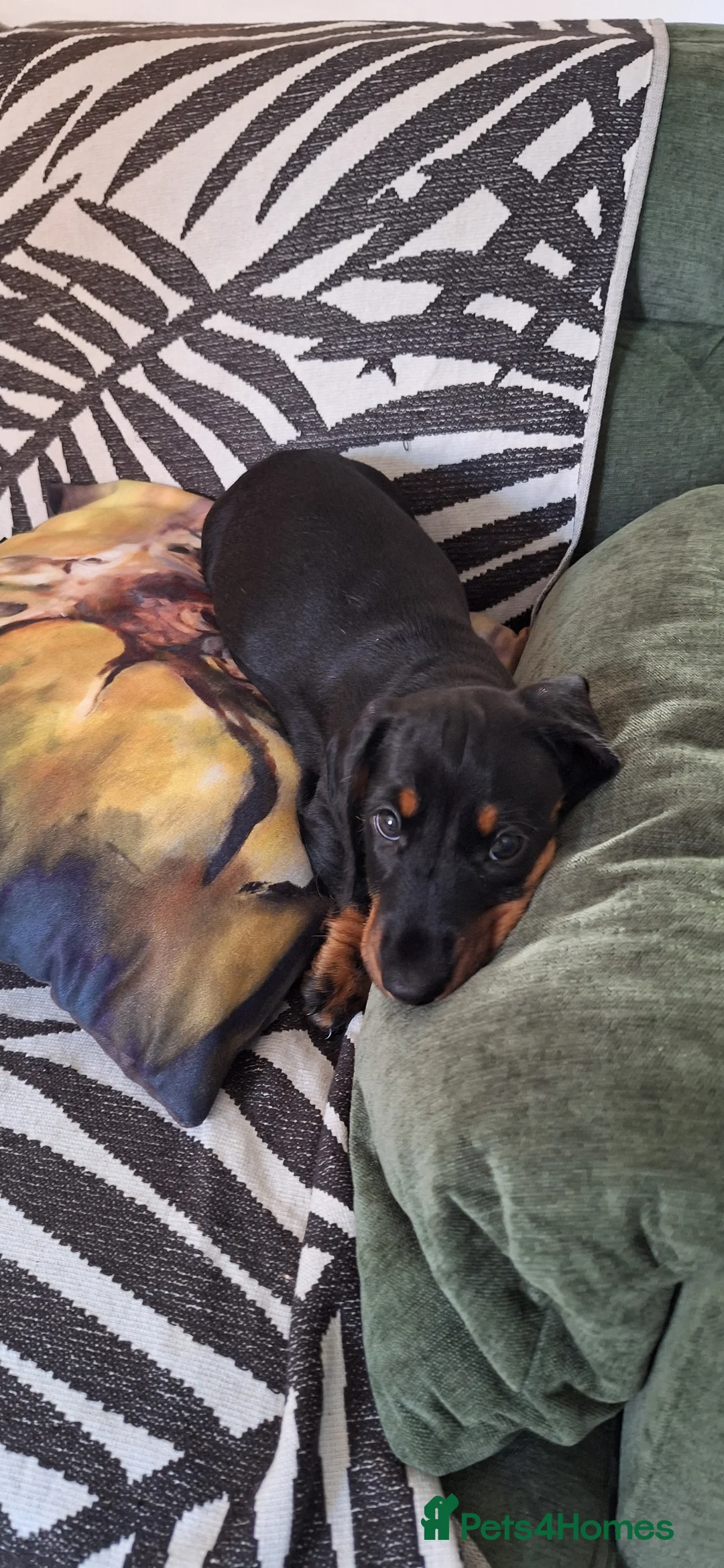 Dachshund dogs for sale: Charlie 10 weeks  in Leicester - Advert 2
