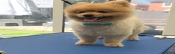 Pomeranian dogs for sale: 2 year old Pomeranian boy for sale  in Widnes - Advert 1