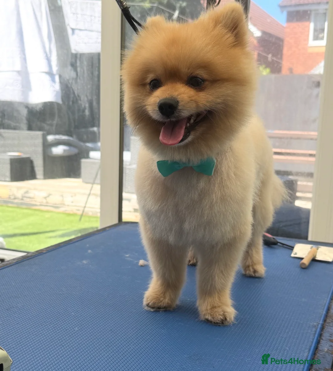 Pomeranian dogs for sale: 2 year old Pomeranian boy for sale  in Widnes - Advert 1