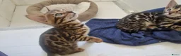 Bengal cats for sale: ⭐️Bengal kittens⭐️ in Cambridge - Advert 9