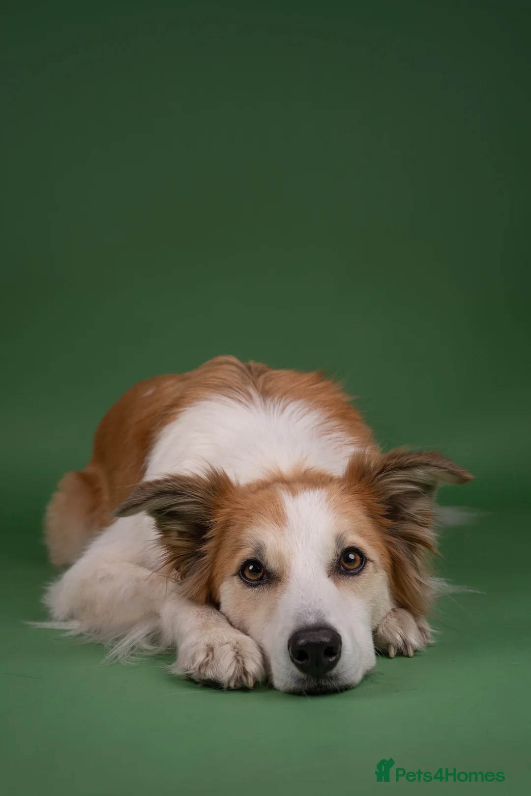 Mixed Breed dogs for sale: 5yr Collie-X Seeking Quiet Single-Pet Home - Advert 8