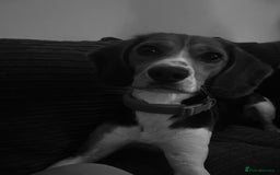 Bocker dogs for sale: 🌸Darla looking for a forever home🌸 - Image 3