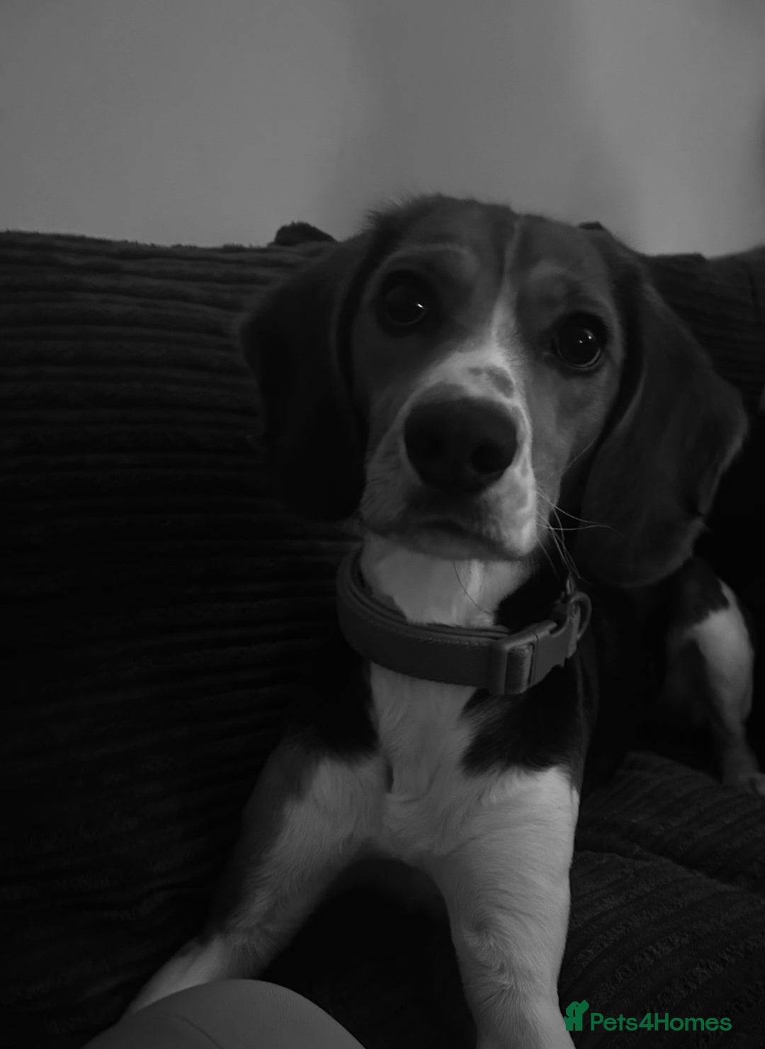 Bocker dogs for sale: 🌸Darla looking for a forever home🌸 - Image 3