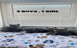 British Shorthair cats for sale: British Shorthair kittens - Image 11