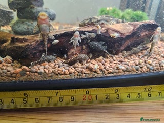 Catfish fish for sale - Advert 1