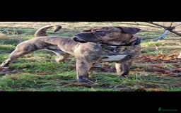 Presa Canario dogs for stud: Presa canario Stud - Image 1