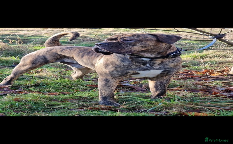 Presa Canario dogs - Advert 1