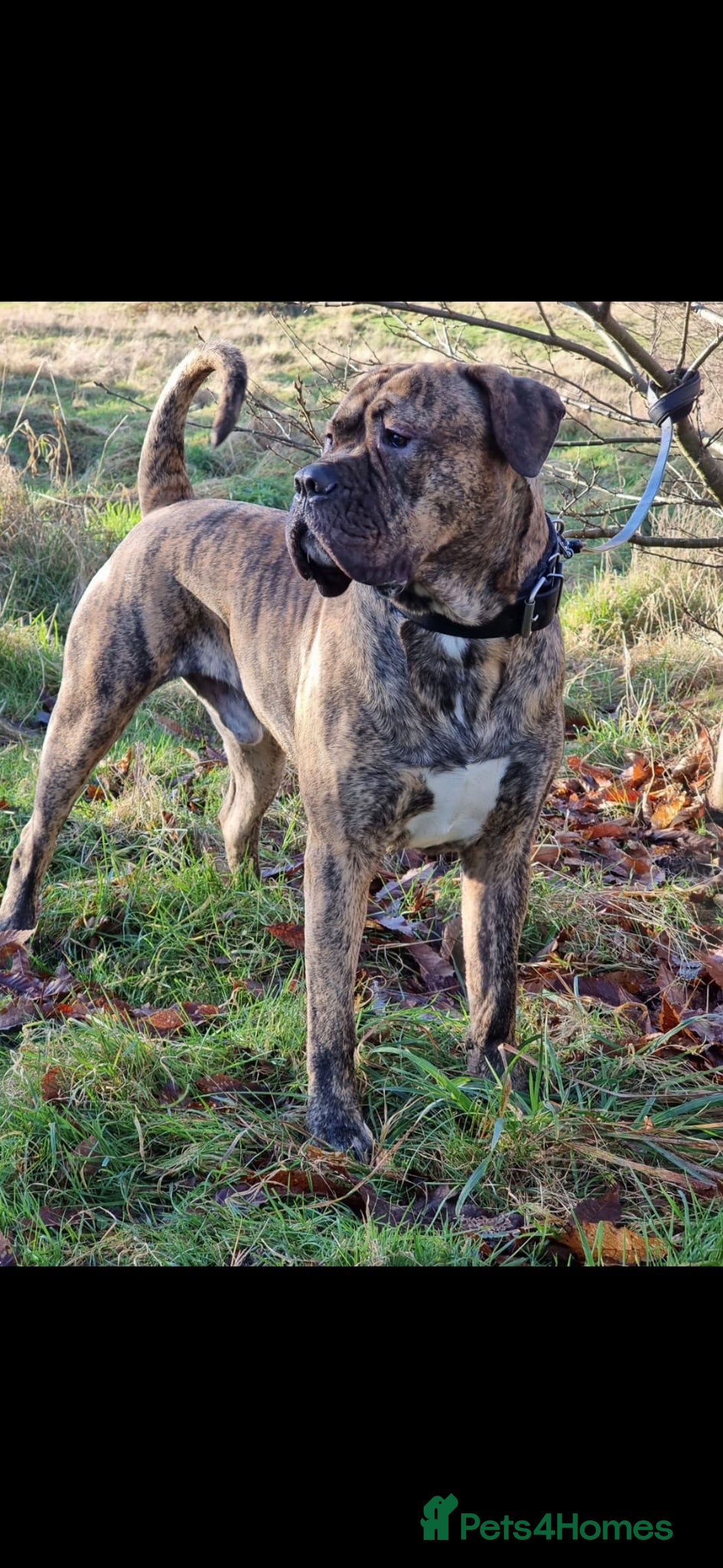 Presa Canario dogs for stud: Presa canario Stud - Image 1